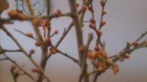 さなちゃんの活け花(^^)　